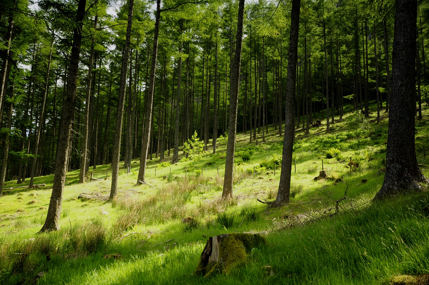 The Art of Photography Horizontal and vertical lines