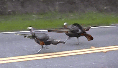 Thanksgiving GIF Funny Thanksgiving GIF Funny