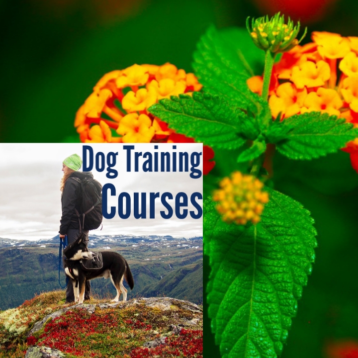 Dog Training In Hindi Guideline to StepbyStep