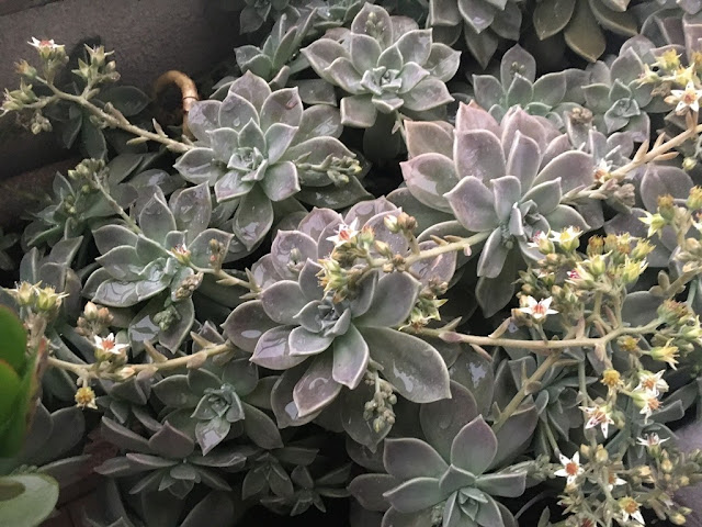 Planta-Fantasma (Graptopetalum paraguayense)