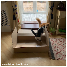 BBHQ BOX INSPECTORS @BionicBasil® The Sunday Selfies