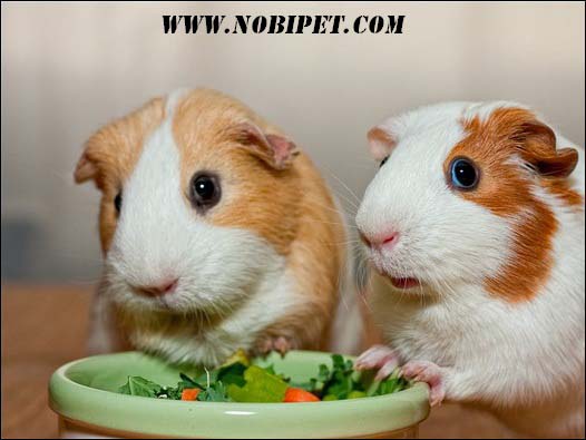 cach-nuoi-bo-u-chuot-lang-guinea-pig-tu-a-z