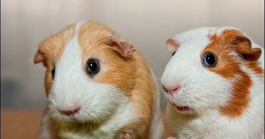 Cách nuôi Bọ Ú – Guinea Pig – Chuột Lang Từ A - Z