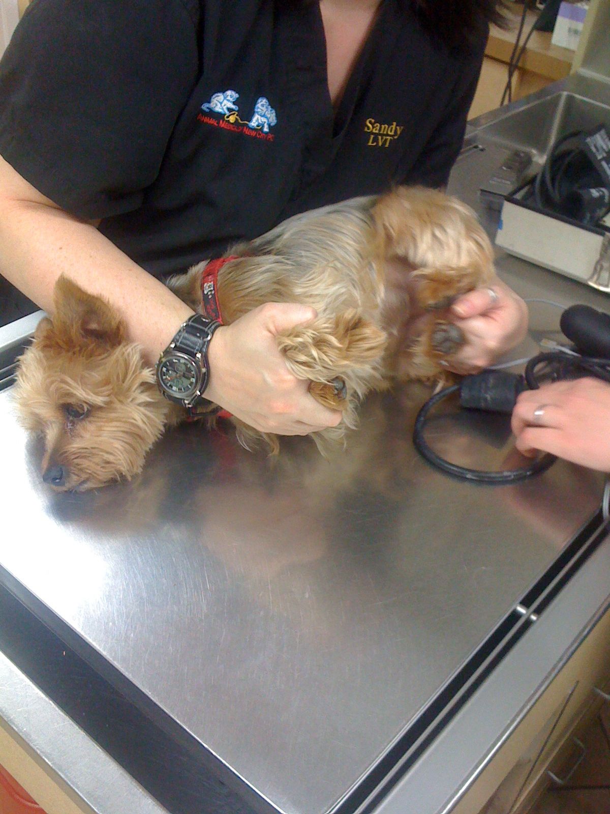 Bash Halow Consulting Basic Animal Restraint