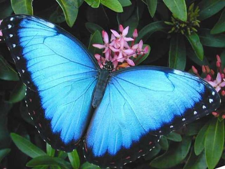 These Butterflies Might Go Extinct Soon...(23 Photos)