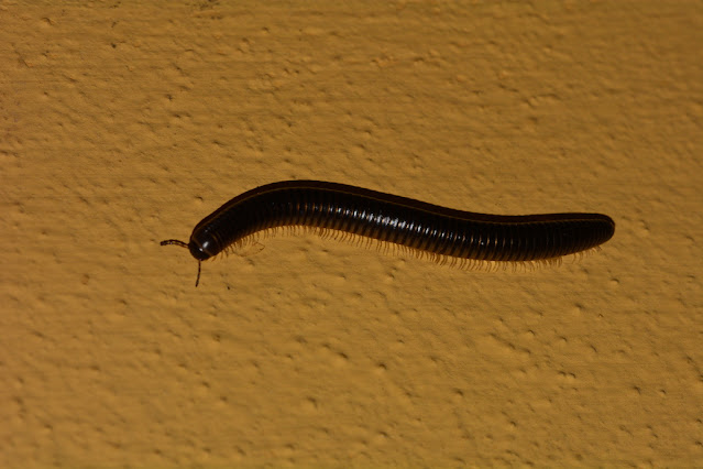 Pachyiulus flavipes Pachyiulus flavipes