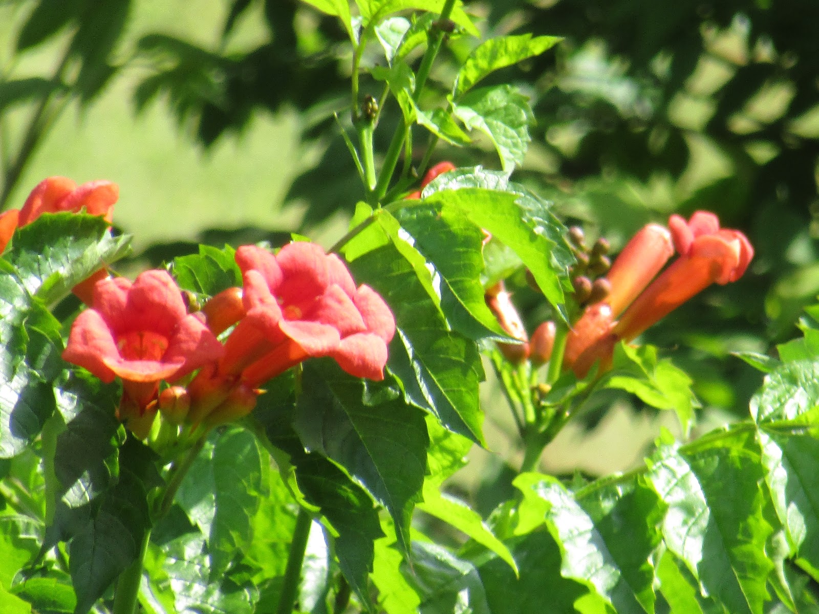 EverydayAmericanLass Trumpet VineDestructive and Invasive Weed