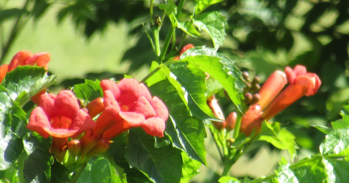 EverydayAmericanLass Trumpet VineDestructive and Invasive Weed