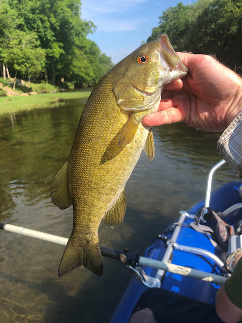 East Tennessee smallmouth bass on a cicada