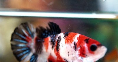 Betta Fish Types And Colors Perbedaan Ikan Cupang Fancy Dan Koi