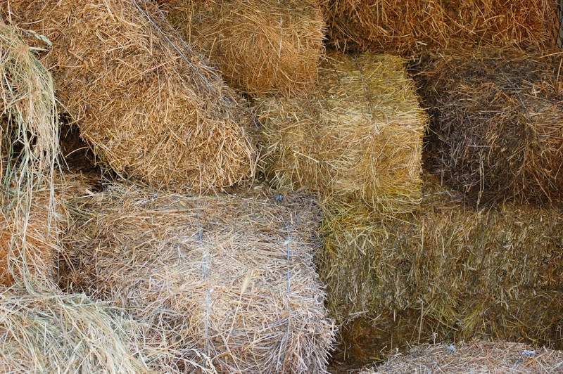 Simply Scaife Family Farm Questions Answered The Issue of Wet Hay