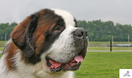  Saint Bernard dog breed Temperament