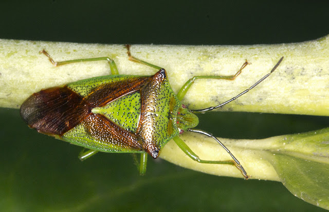 Hawthorn Shield Bug, Acanthosoma haemorrhoidale.  One Tree Hill, 27 April 2012.