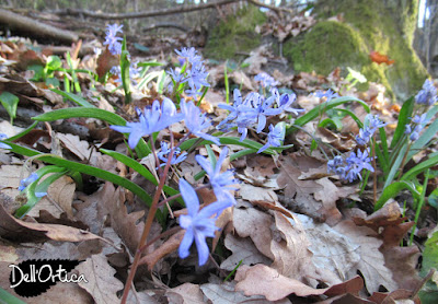 scilla bifolia piante spontanee nel bosco dell'azienda agricola dell'Ortica a Savigno Valsamoggia Bologna in appennino vicino Zocca