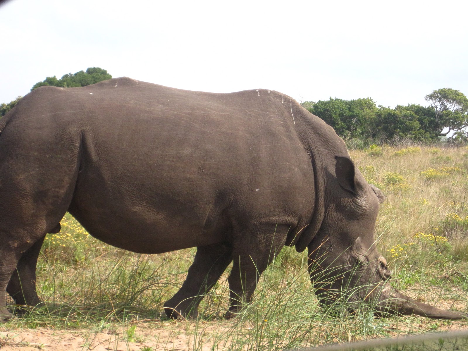 isiinspiration St Lucia Animals/Wetlands