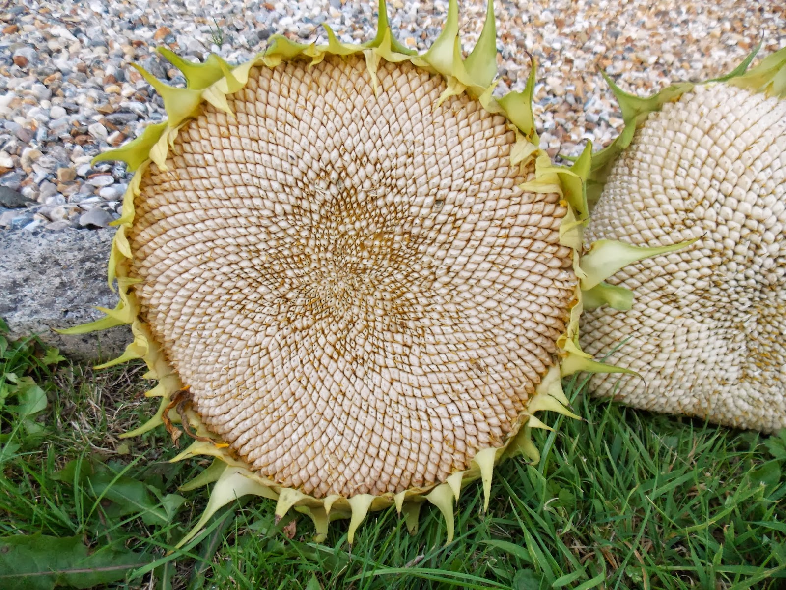 Ma récolte de tournesol 2013