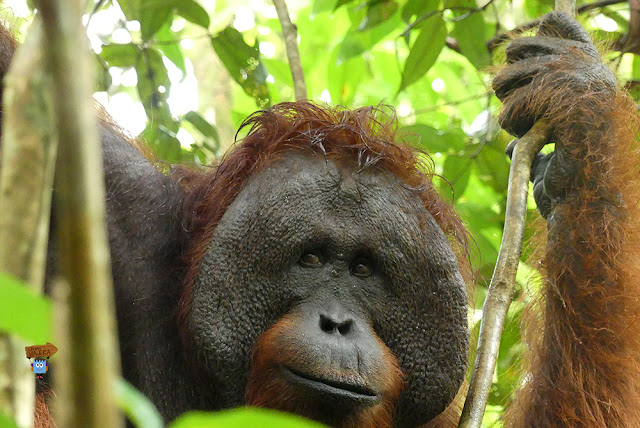 Orangutanes en Borneo