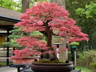  Japanese Maple Bonsai tree 