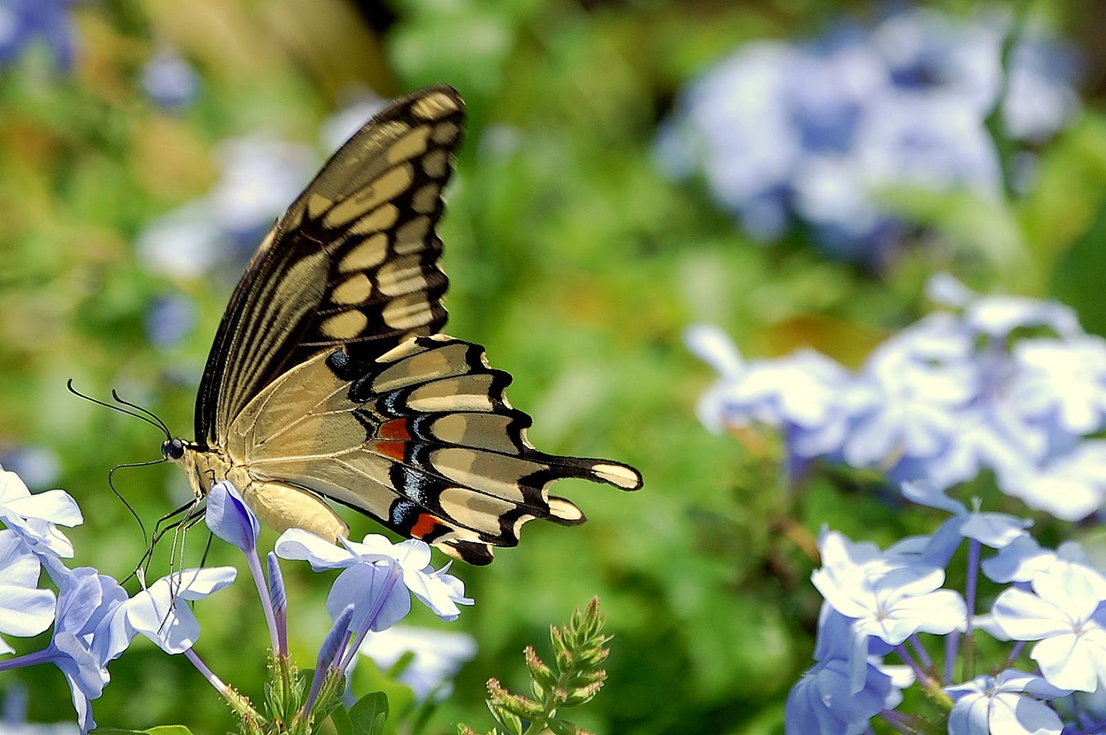 Field Notes and Photos Florida Fall Butterflies