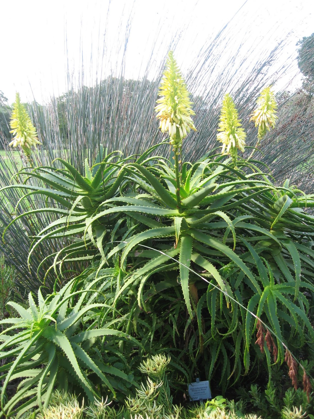 Trees Aloe Arborescens Candelabra Aloe