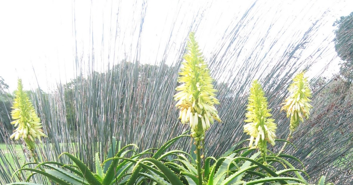 Trees Aloe Arborescens Candelabra Aloe