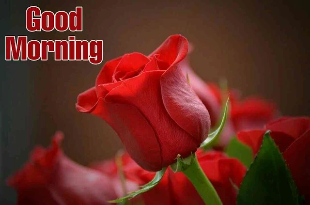 Good morning images with rose flower