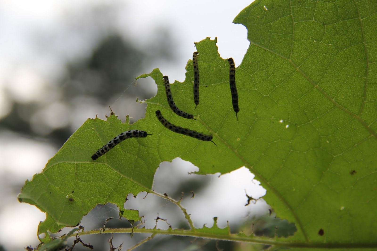 Hoot Owl Karma Catawba Worms