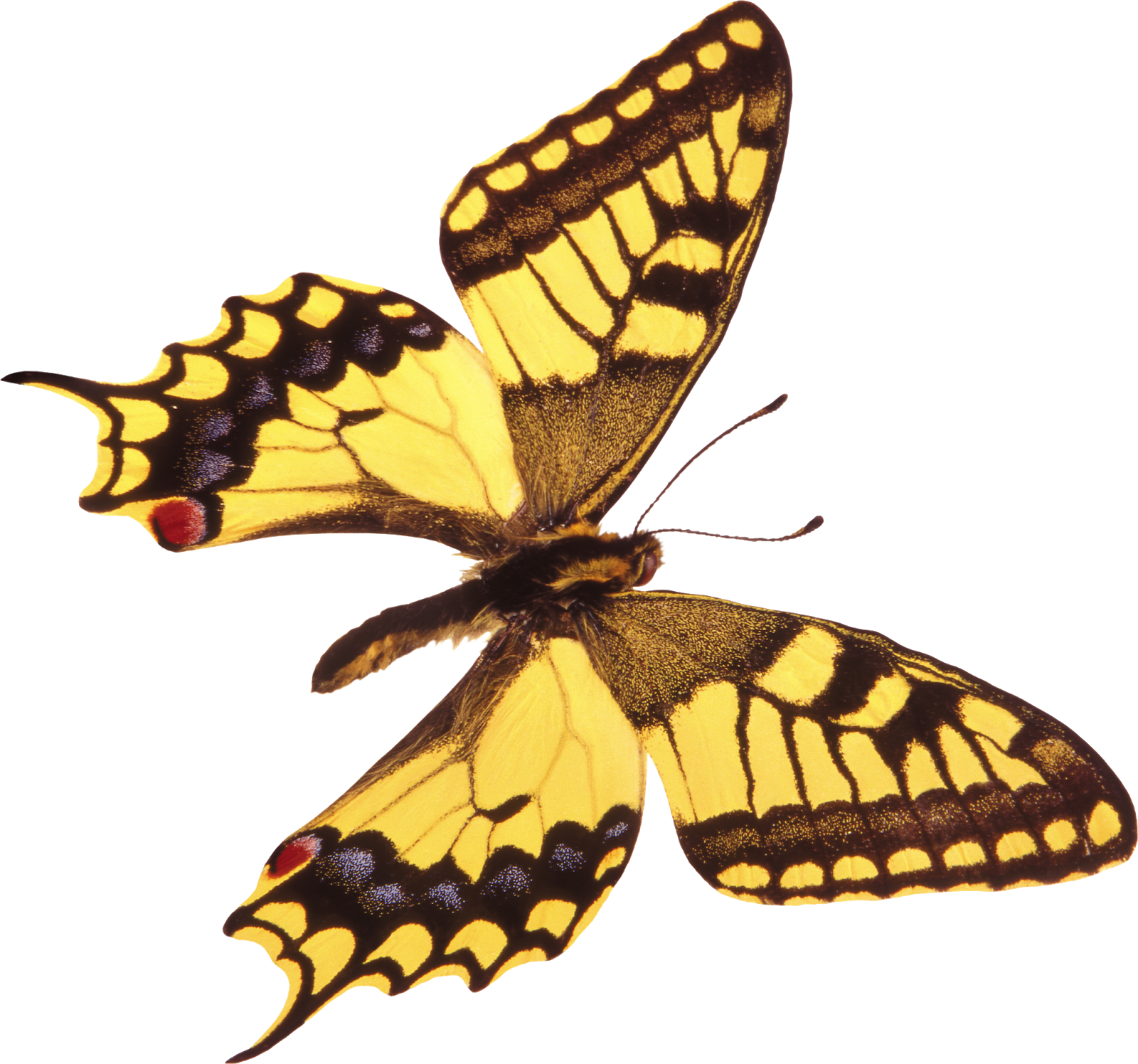 Золотистая бабочка. Жёлтая бабочка. Клипарт бабочки на прозрачном фоне. Золотистые бабочки на прозрачном фоне. Бабочка Махаон на прозрачном фоне.