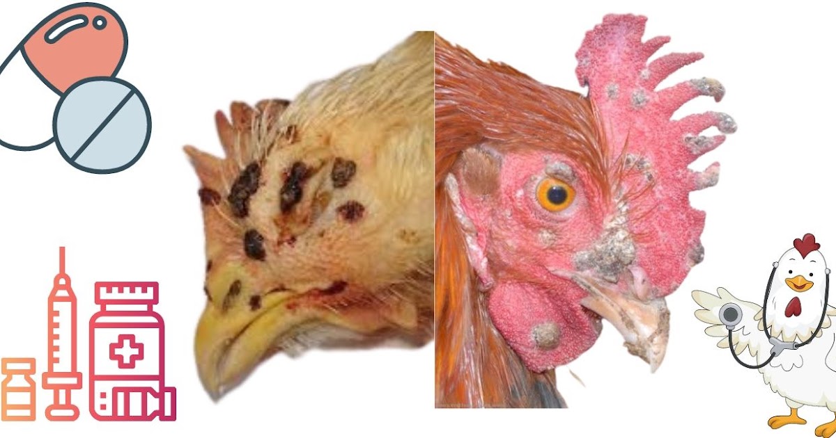 Tavuklarda Çiçek Hastalığı Ve Tedavisi