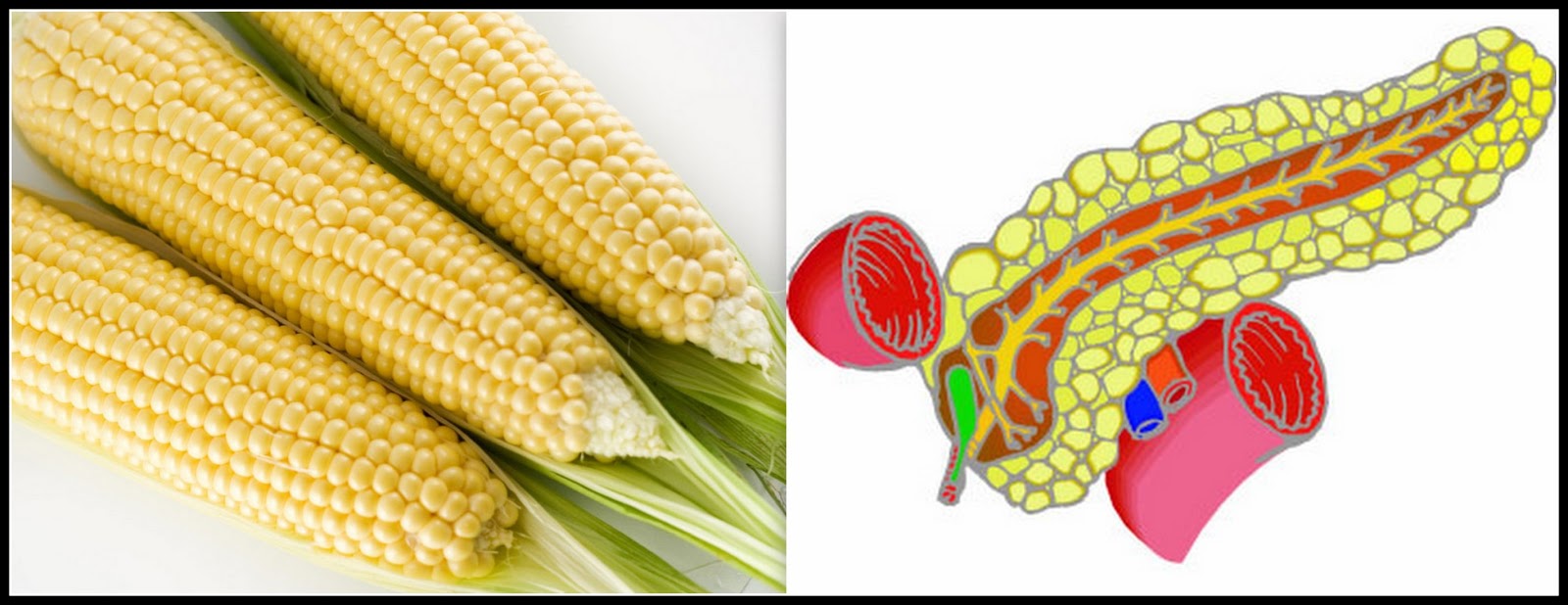 Vegetarian Hates Vegetables