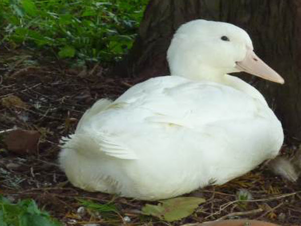 aylesbury, meat duck breeds, aylesbury duck, aylesbury duck picture