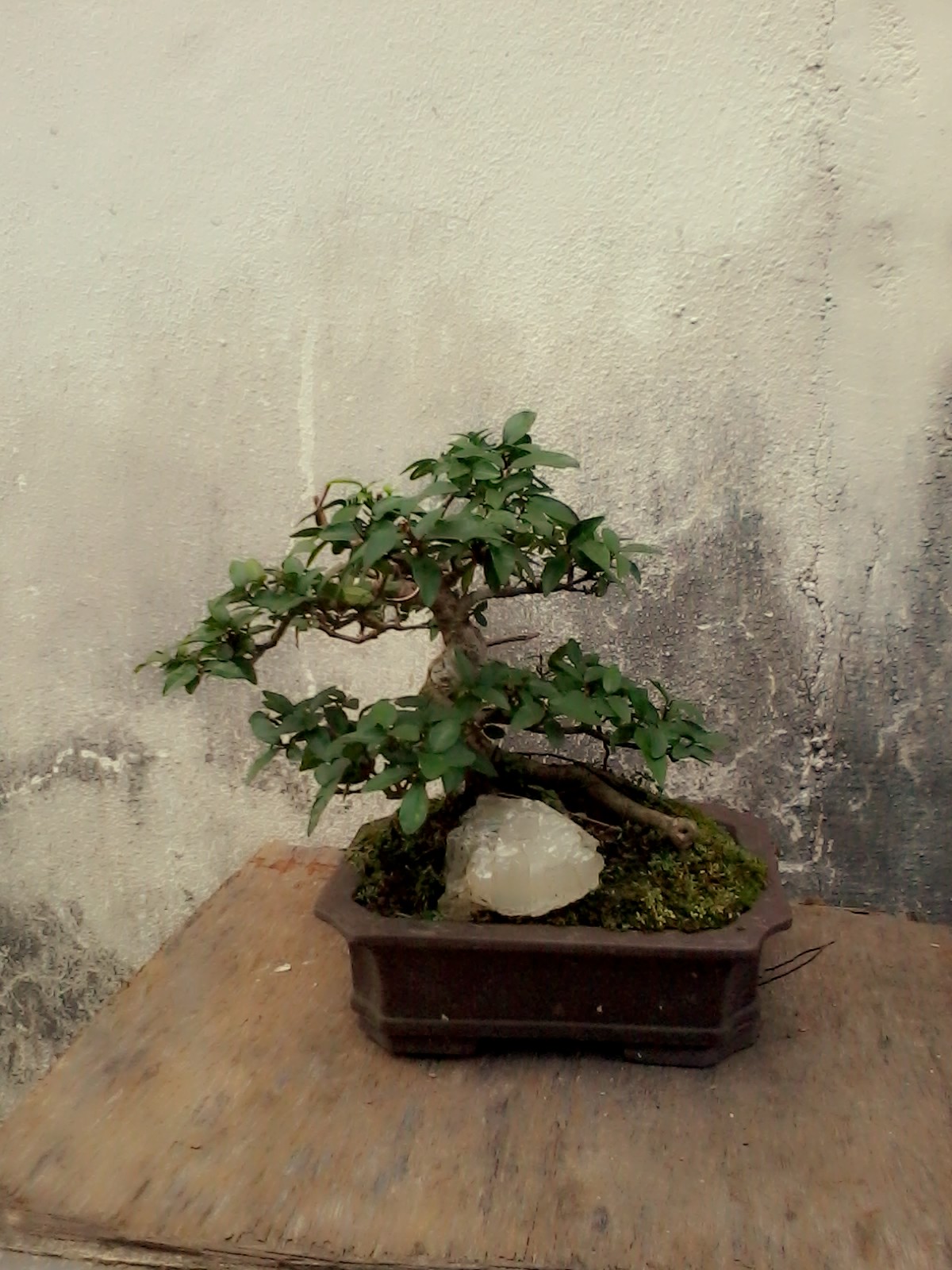  Pokok Bonsai