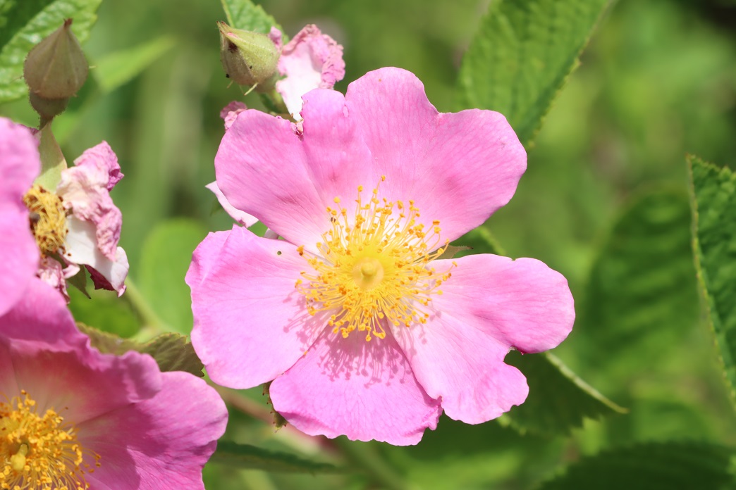Michigan Exposures Some Wild Roses