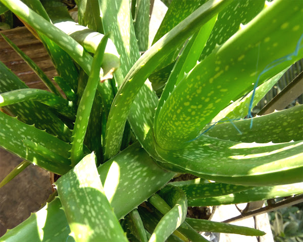 aloe vera farming, commercial aloe vera farming, aloe vera farming business, how to start aloe vera farming, aloe vera farming for beginners