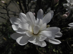 Stjärnmagnolia