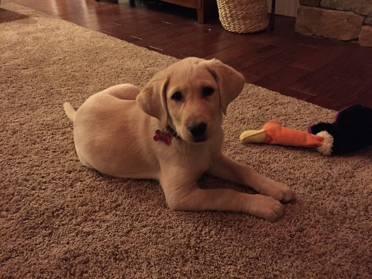 labrador first season