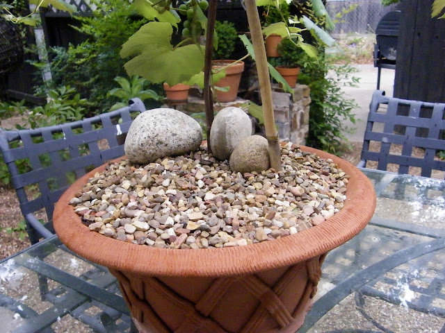 Potted grape has layer of gravel mulch to hold in moisture.