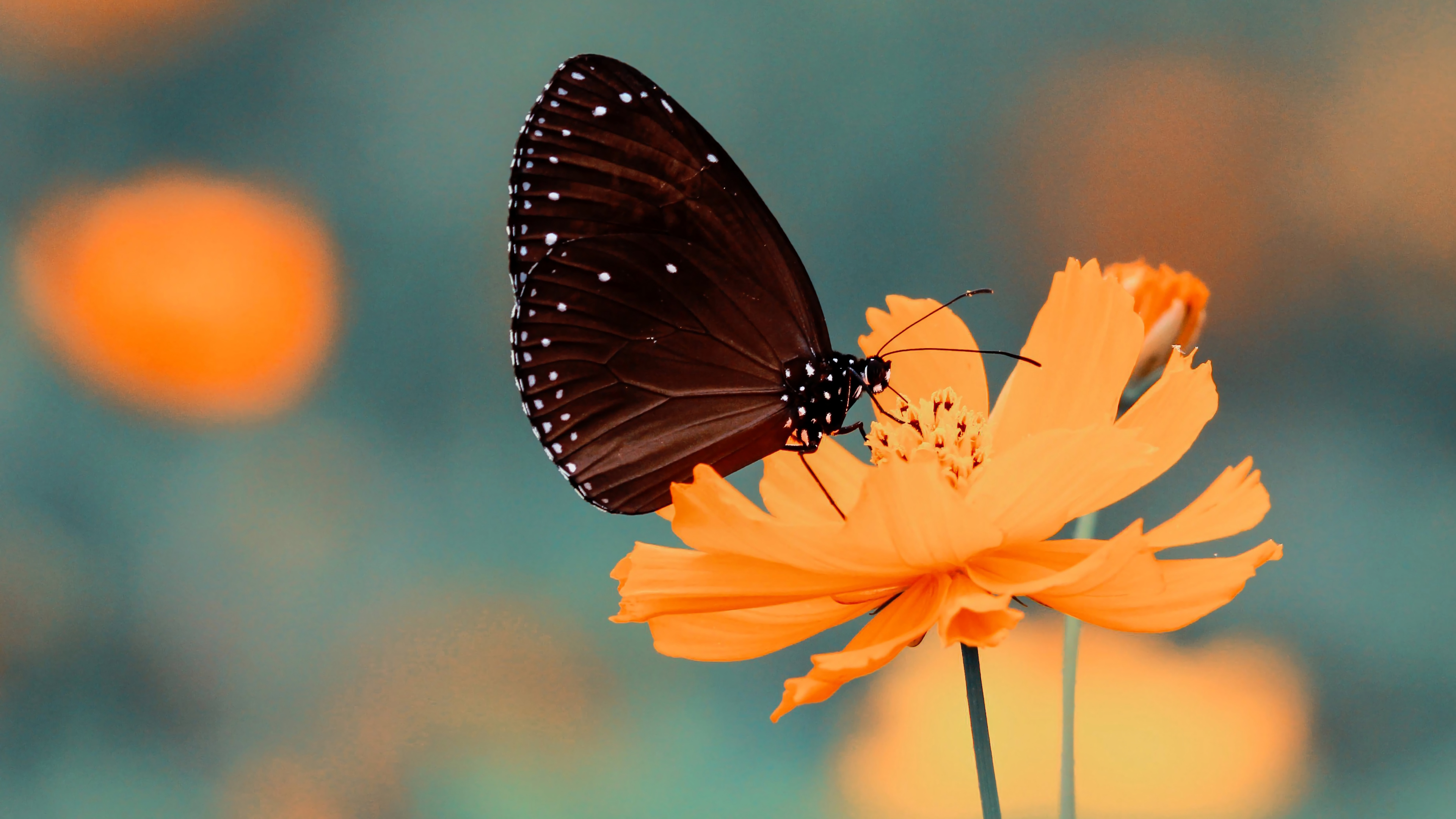 Flower, Butterfly, 4K, 3840x2160, #37 Wallpaper PC Desktop