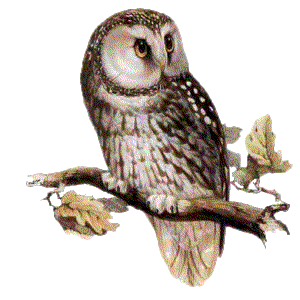 Owl%2002-05-09.gif