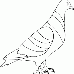 630 Gambar Burung Merpati Animasi Terbaru Gratis Gambar Burung