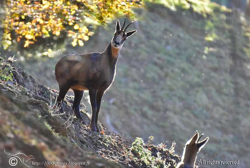 WILDLIFE GATEWAY Rencontre avec les Isards