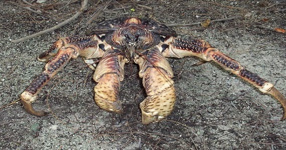 Kepiting Kelapa si Pertapa Tanah, Coconut Crab | berbagaireviews.com