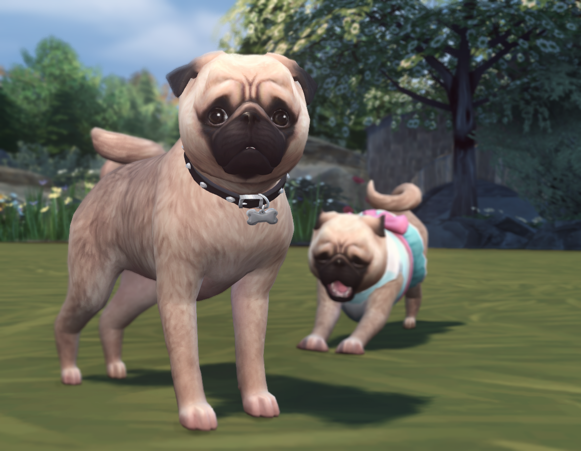 Sims 4 CC's The Best Pugs by ouijasim