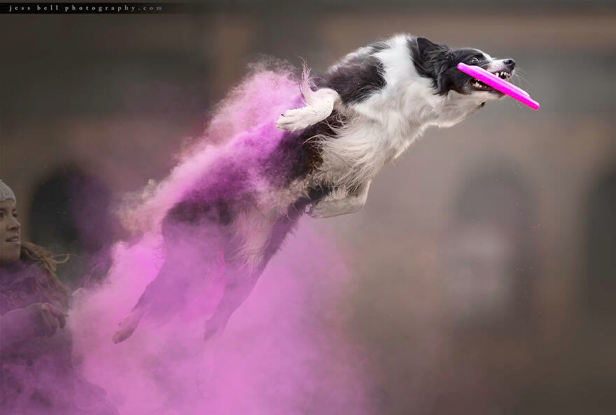 Photographer Tossed Powder On Running Dogs And Created Masterpieces