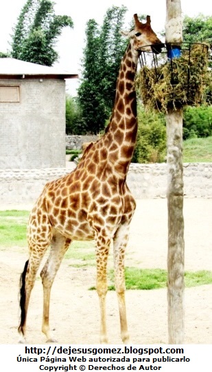 Jirafa Foto de Jirafa disfrutando de su comida en el Parque Zoológico de Huachipa. Foto de Jirafa de Jesus Gómez