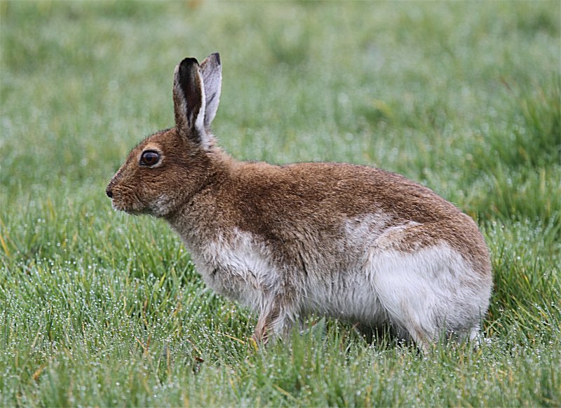 Murfs Wildlife : Irish Hare