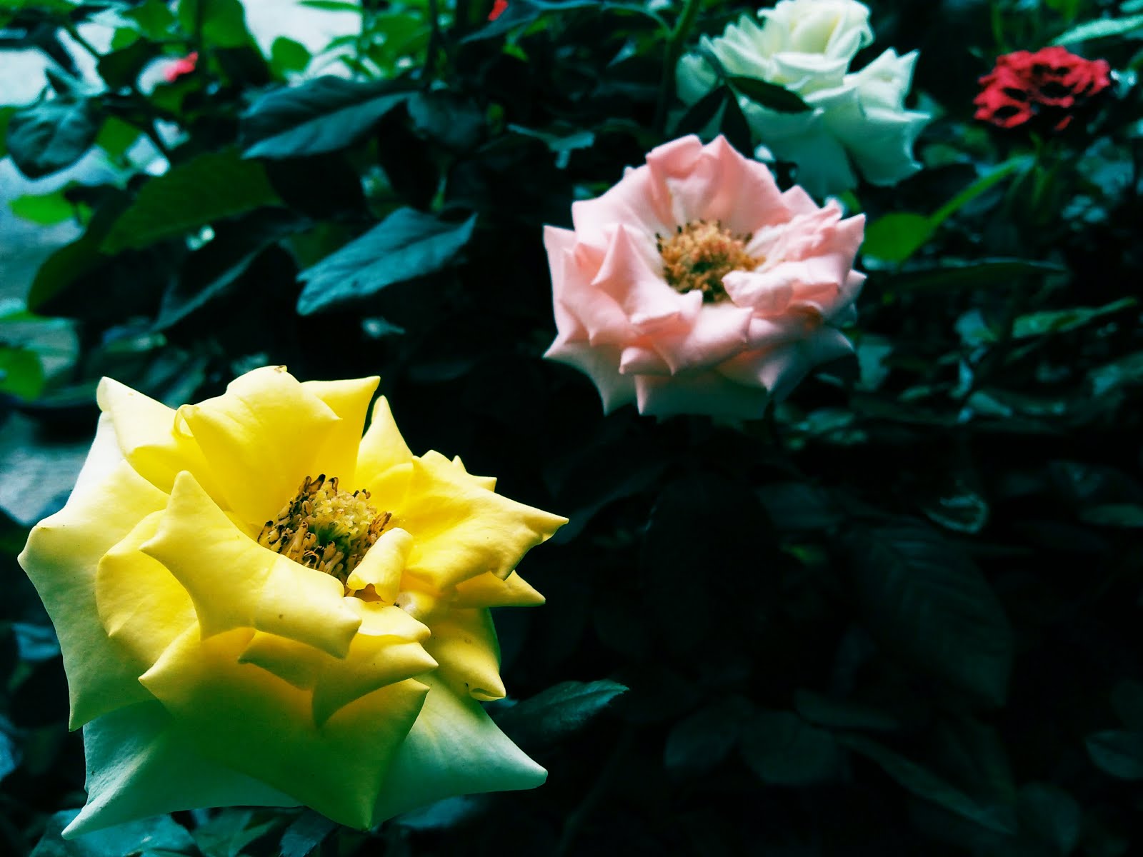 Simple Living In Nancy Growing Colourful Hydrangea In My Garden