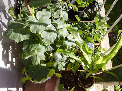 Cucumbers taking over