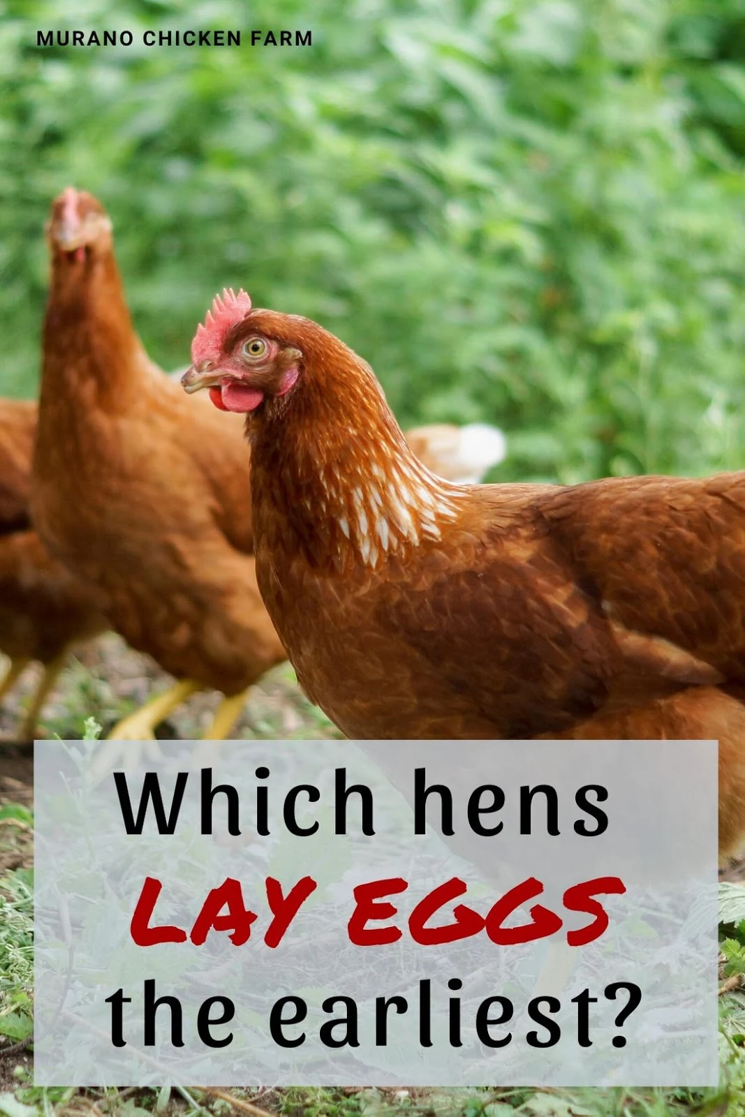 Lush Can Hens Lay 2 Eggs A Day View Digital Art