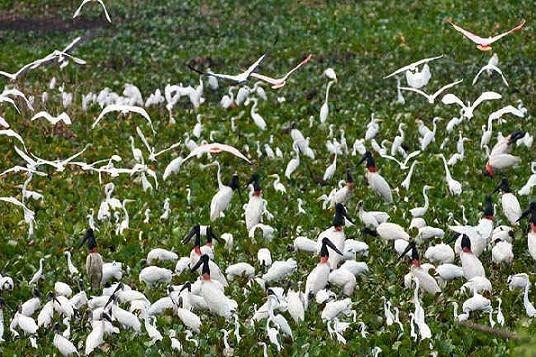 Cò tại vường quốc gia tràm chim đồng tháp